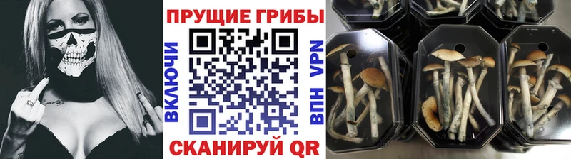 Псилоцибиновые грибы GOLDEN TEACHER  наркошоп  Чекалин 